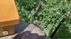 Подсадка плодной матки в улей через леток.