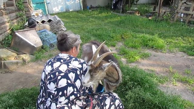 77. Козы в белорусской деревне. goats in a belarusian village