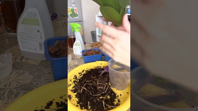 Пересадка орхидеи Виндсор.