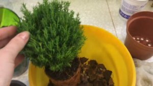 Туя Тедди  пересадка, уход в домашних условиях