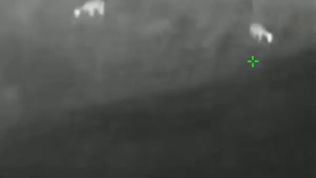 Nightvision Hikvision / Hikmicro Lynx 06 (DS-2TS01-06XF/W) Damhert / Fallow Deer смотреть онлайн