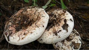 груздь осиновый, подосиновики, июль 2019