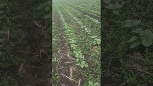 Состояние подсолнечника LG 5555 пересечённая 6 мая . Работа гербицида агролайт.