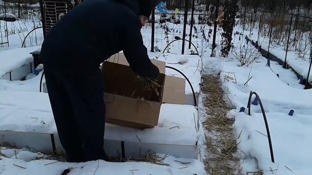 Маленький Огородик Елены Тереховой - Камыш на тропинки