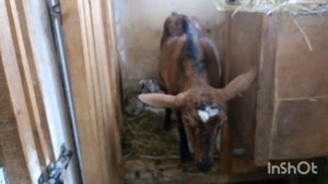 За два дня родили три козы. У козы не отходит послед