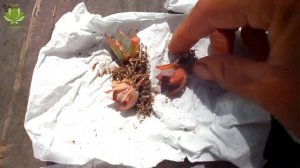 Cuidados y consejos para tener tu Echeveria subrigida grande y hermosa.