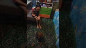 Как я ругаю собаку