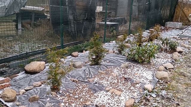 09.11.22.Дача..начинаем изготавливать укрытия для рододендронов своими руками. смотреть онлайн