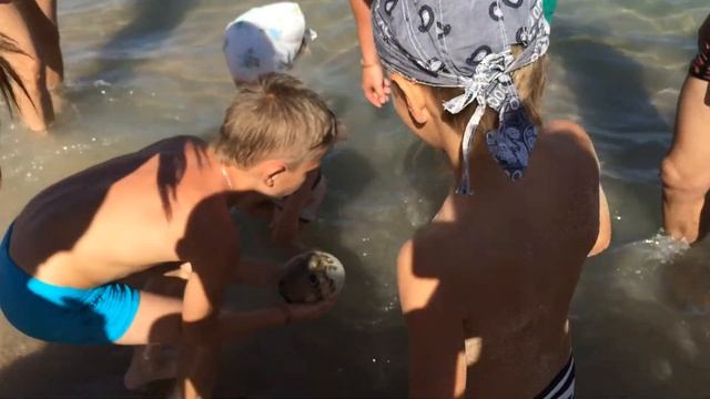 Рыба шар снова надувается на Красном море. Египет. Хургада. смотреть онлайн