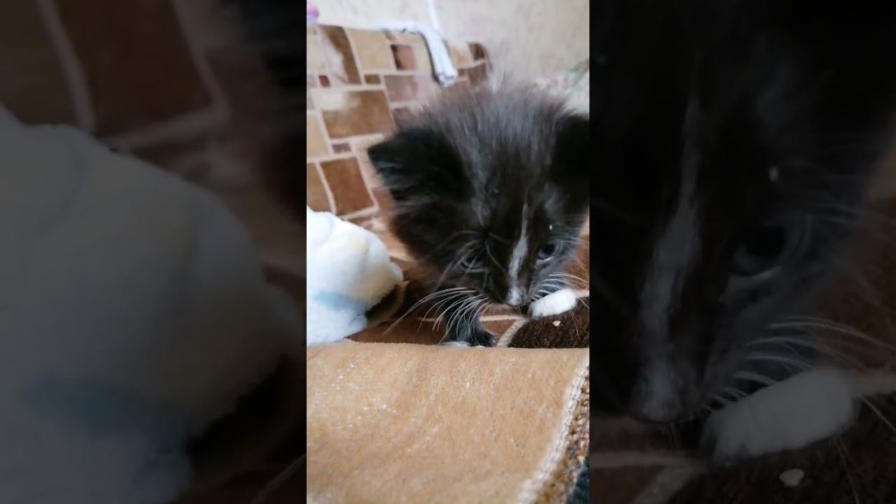 2 часть очень милый котик