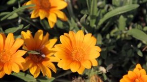 Музыка для Души и Цветы ! Невероятно красивая мелодия! Сказочно волшебная! Сергею Чекалину...