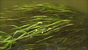 Dmitri Hvorostovsky - "Вам не понять моей печали"