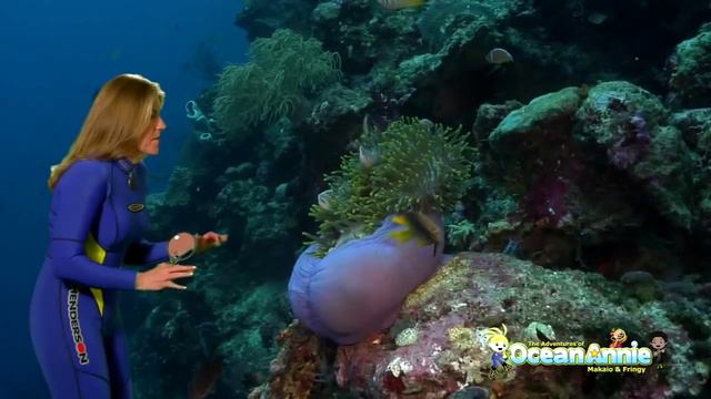 Clownfish and Sea Anemone Chapter from Explore Coral Reefs The Adventures of Ocean Annie смотреть онлайн
