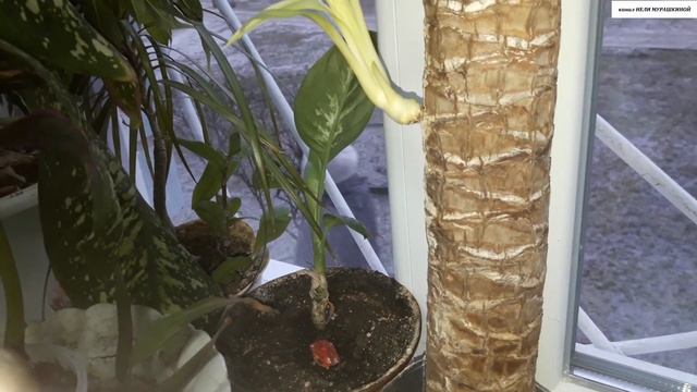 Жизнестойкость КОМНАТНЫХ РАСТЕНИЙ на примере ЮККИ. смотреть онлайн