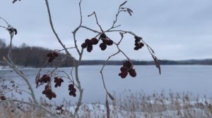 Зимняя тишина / Winter silence