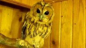 Сова Неясыть (Обыкновенная) КУШАЕТ ЧЕРЕЗ СИЛУ!