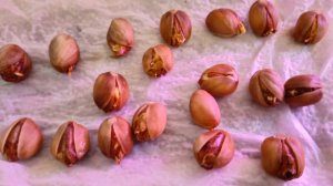 Семена иранской фисташки Фандоги Россия. 2 день после стратификации | Small Gardens