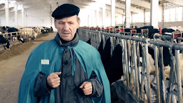 Менеджмент кормления коров в транзитном периоде