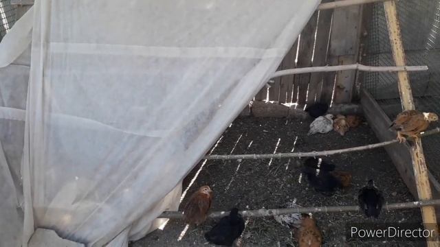 Переселение месячных цыплят . Вторая серия. #цыплята #месячныецыплята смотреть онлайн