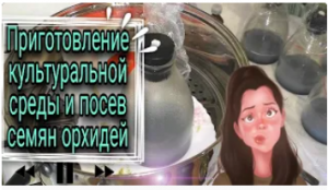 Приготовление среды,посев семян орхидей.