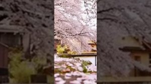 "Вишня " группа Браво Метехи