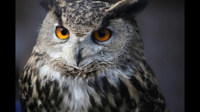 #марафонсказок "Сказка про любовь и иголки" Елена Чертилина смотреть онлайн