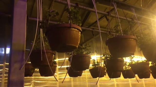 Саженцы плющ Адам Tim купить в интернет-магазине Hoga.ru смотреть онлайн