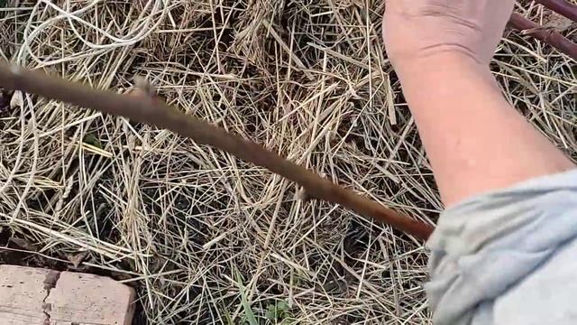 Пересадка взрослых кустов ежевики смотреть онлайн