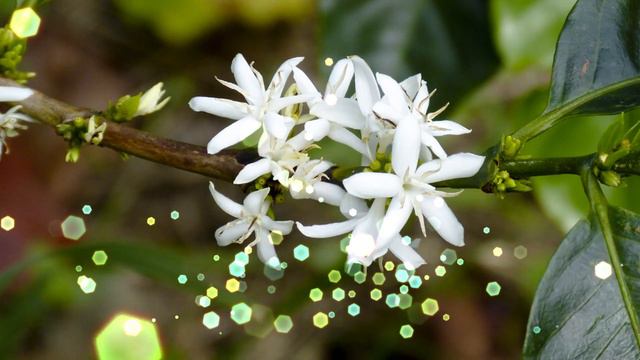 Musique botanique , Méditation , Relaxation , Wellness , Bien être , Nature , CAFE FLEUR смотреть онлайн