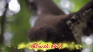 В ДУШЕ ПЫЛАЕТ ОГОНЬ ЛЮБВИ (Maestro Magistr Mig)