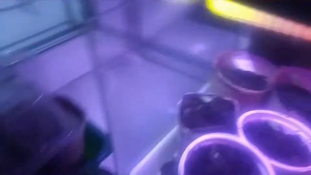 Увлажняем воздух и выращиваем рассаду смотреть онлайн