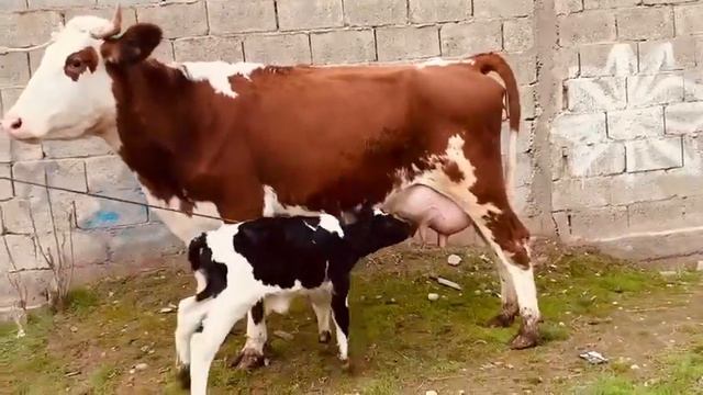 Чоршанбе бозор ленский молхои хубан хуб тамошо кнен номрошон хаст ватсап да нависен 907497676 смотреть онлайн