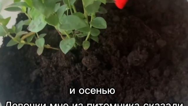 Голубика на подоконнике ?
