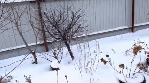 2 способа зимовки и выращивания метельчатых гортензии в кашпо. 28.12