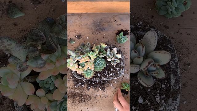 Blue and Green Succulent Arrangement смотреть онлайн