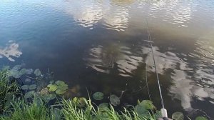 Обзор воблера DAIWA Steez Minnow 110SP