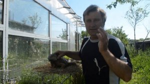 Игуана, домашний динозавр. Нескучная жизнь.