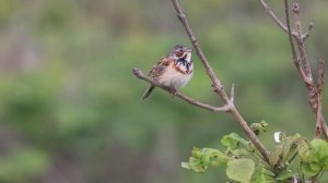 поет Ошейниковая овсянка Emberiza fucata (Pallas, 1776)