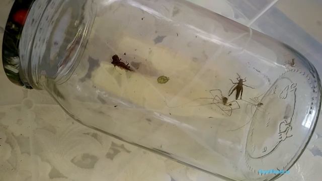 Эксперимент. Как озон влияет на насекомых. смотреть онлайн