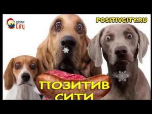 Новогодняя позитивная песня