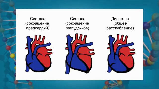 Строение и работа сердца. Круги кровообращения.