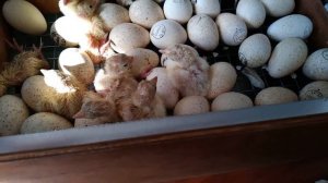 Хайбрид конвертер инкубация