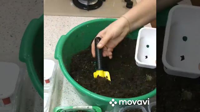 1февраля посев петуний на рассаду почвосмесь из кокосового и почвобрикета, Мордовия, Кочкурово
