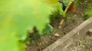 Трещит виноград. Виноград рвет. Боль!