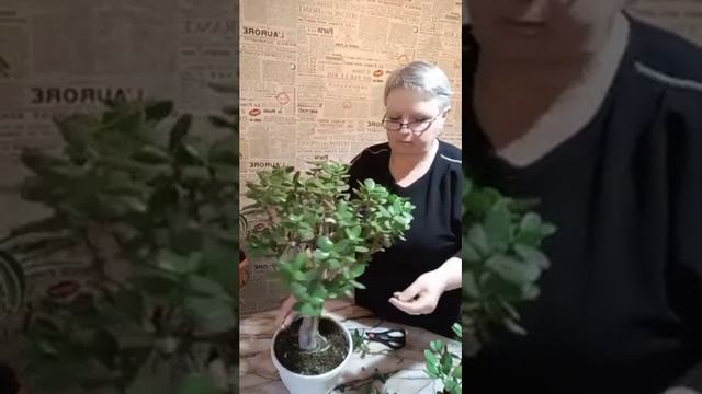 обрезка крассулы