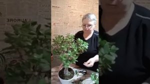 обрезка крассулы