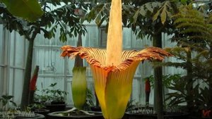 Аморфофаллус титанический (Amorphophallus titanum)