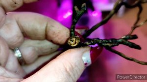 Как легко прозевать гниль ствола у Ванды ?