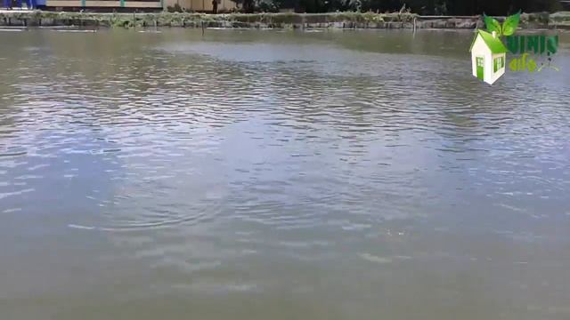 Fish Farming । এই ভিডিও টি শুধু মাত্র মাছ চাষিদের জন্য смотреть онлайн