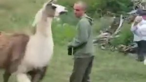 Лама плюётся